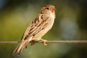 座ってできるダイエット方法にはどんなものがあるの？