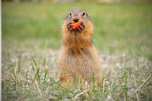 食べても痩せる食べ物は本当に存在するのか？
