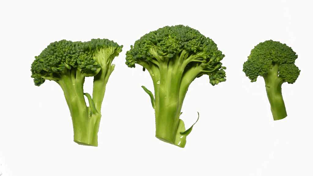 高タンパクで低カロリーな食事は運動嫌いに最適なのか？